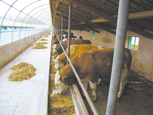 肉牛场建设