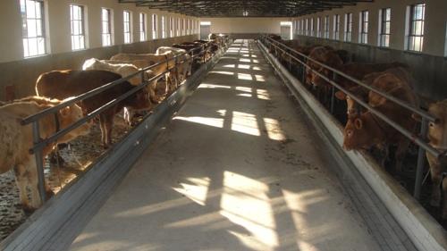 肉牛场建设