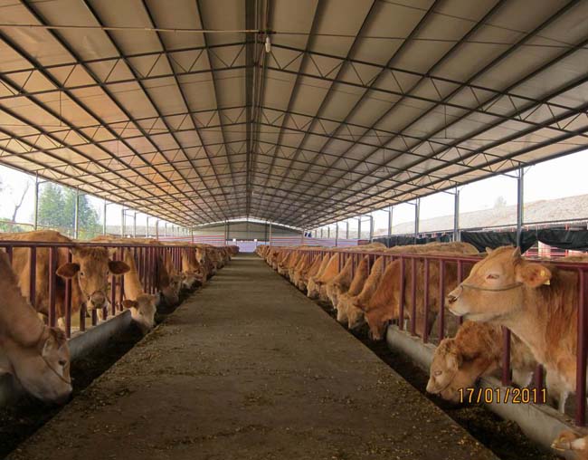 肉牛场建设