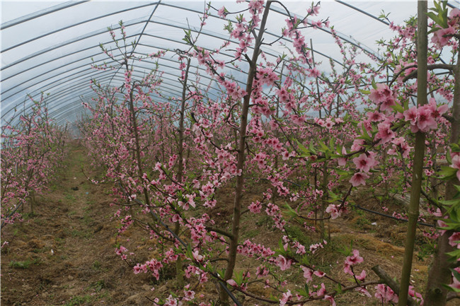  庙前村委会农家乐休闲基地