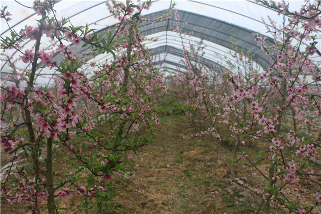 庙前村委会农家乐休闲基地