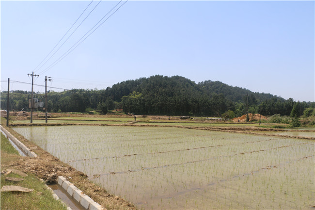  庙前村委会农家乐休闲基地
